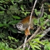 monkey_squirrel_common_la_h_0646_ecu2594.jpg